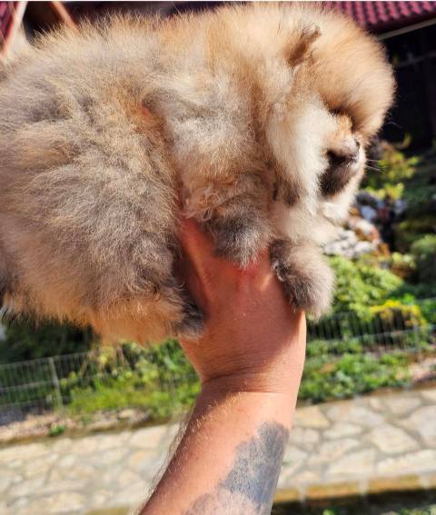 Top Pomeranian puppies