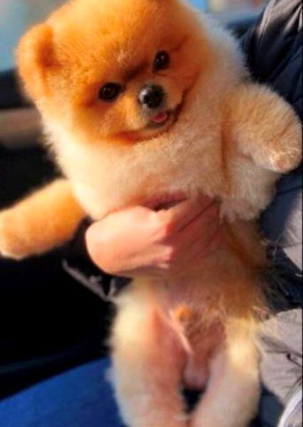 Top Pomeranian puppies