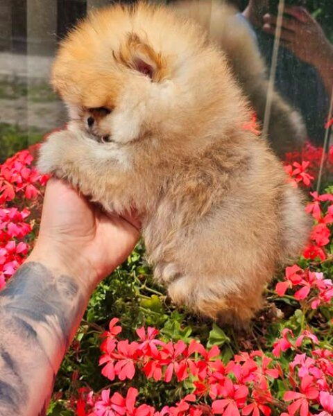 Top Pomeranian puppies