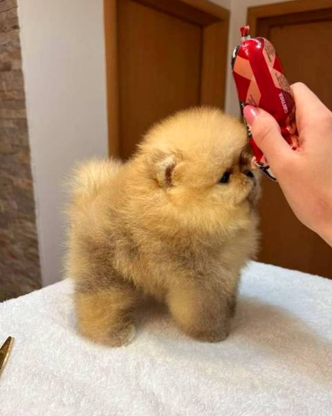 Top Pomeranian puppies