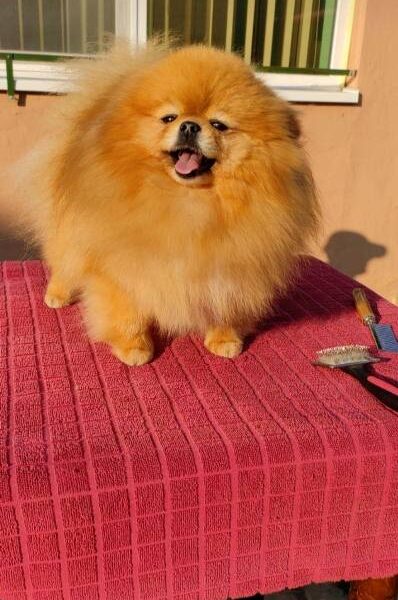 Top Pomeranian puppies