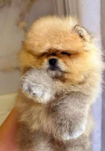 Top Pomeranian puppies