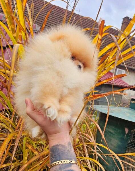 Top Pomeranian puppies