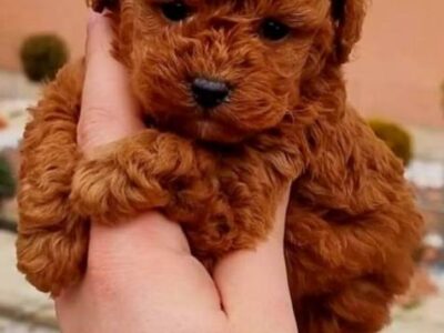 Toy poodle puppies