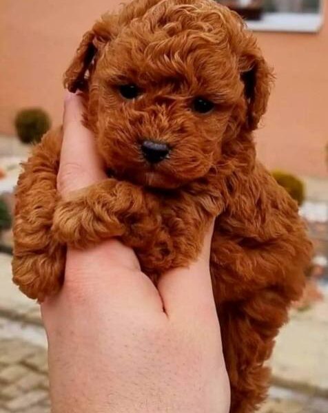 Toy poodle puppies