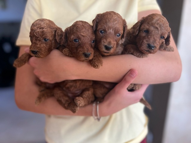 Red miniature poodle puppies