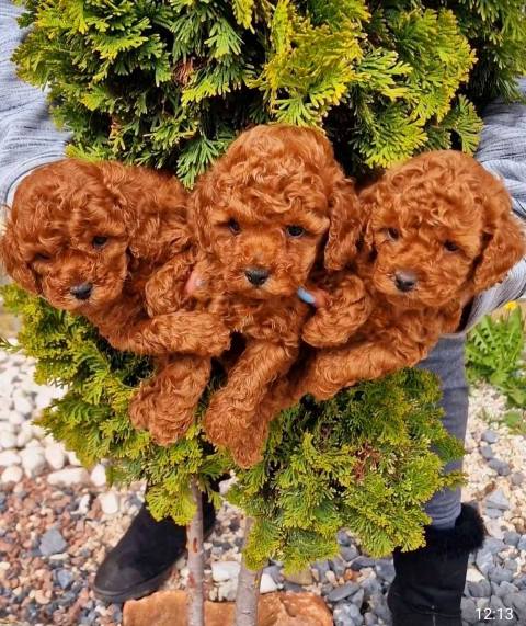 Toy poodle puppies