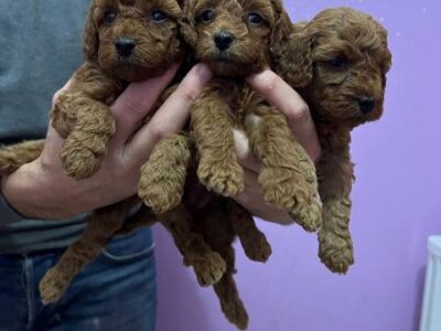 Red miniature poodle puppies