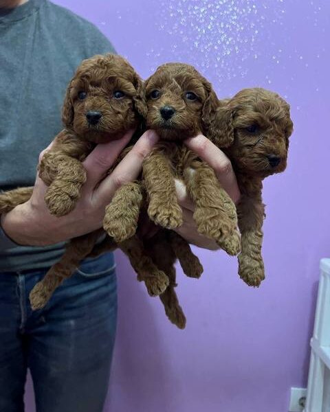 Red miniature poodle puppies