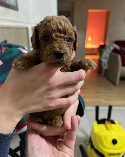 Red miniature poodle puppies