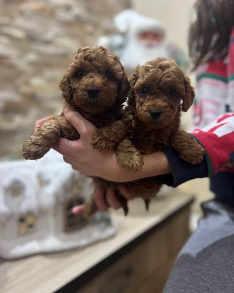 Red miniature poodle puppies