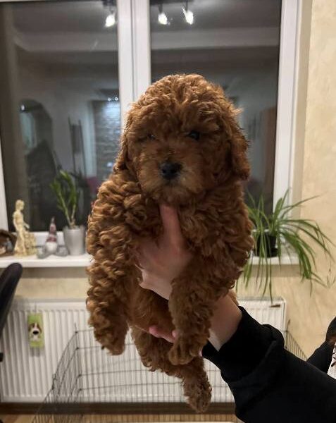 Red miniature poodle puppies