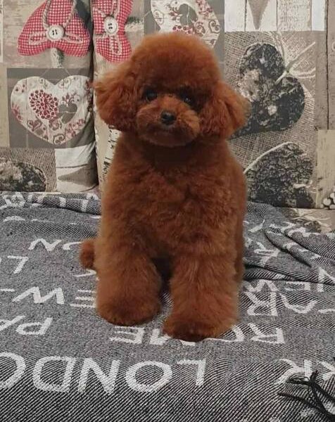 Toy poodle puppies