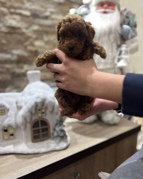 Red miniature poodle puppies