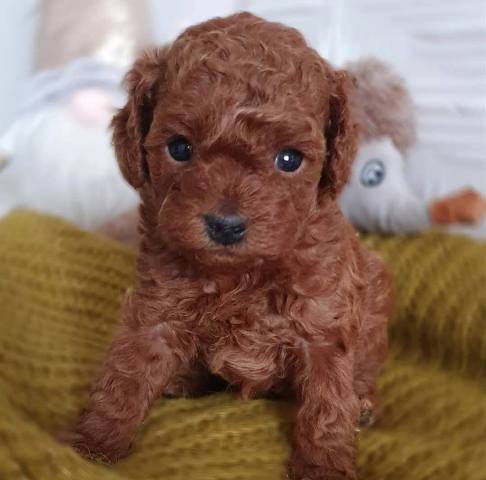 Toy poodle puppies