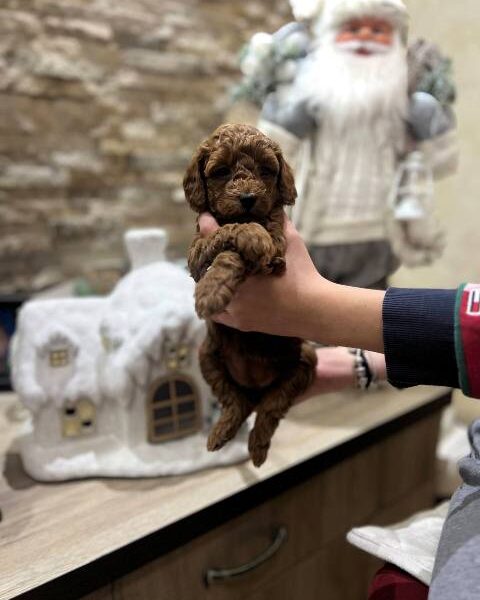 Red miniature poodle puppies