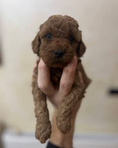 Red miniature poodle puppies