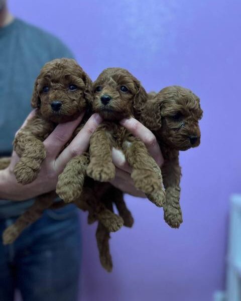 Red miniature poodle puppies