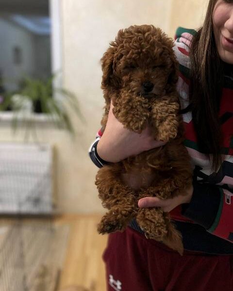 Red miniature poodle puppies