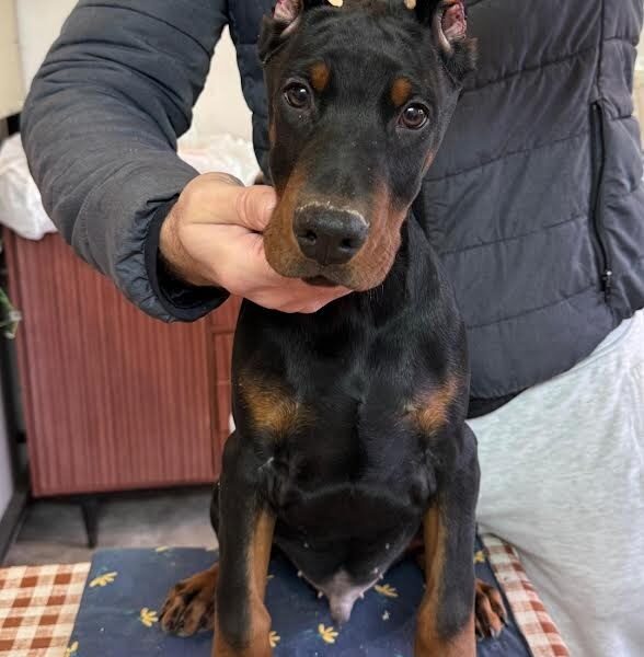 Doberman