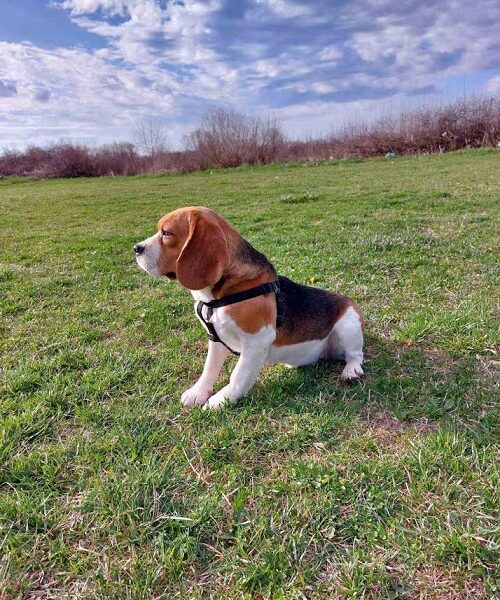 Beagle