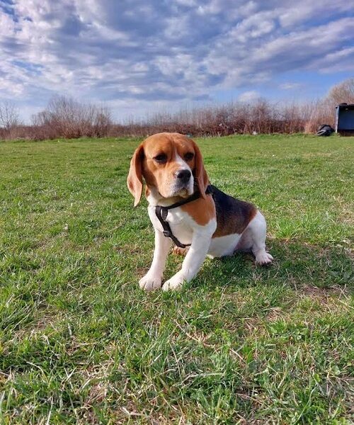 Beagle