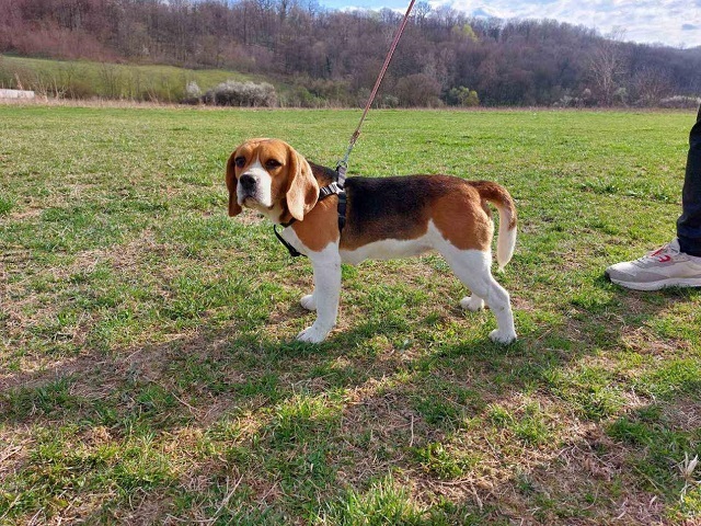 Beagle