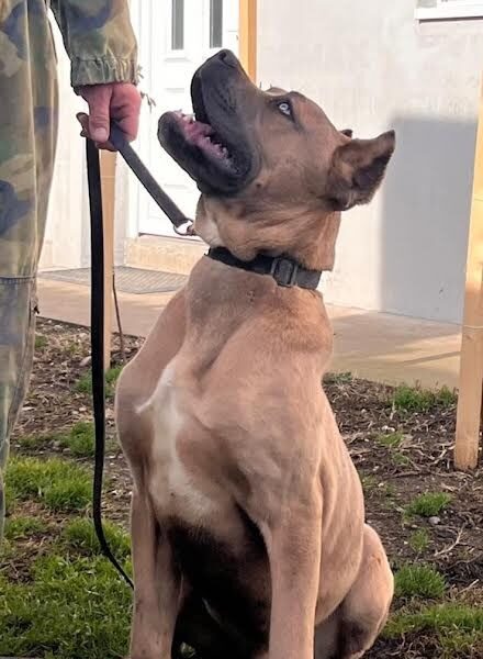 Cane Corso