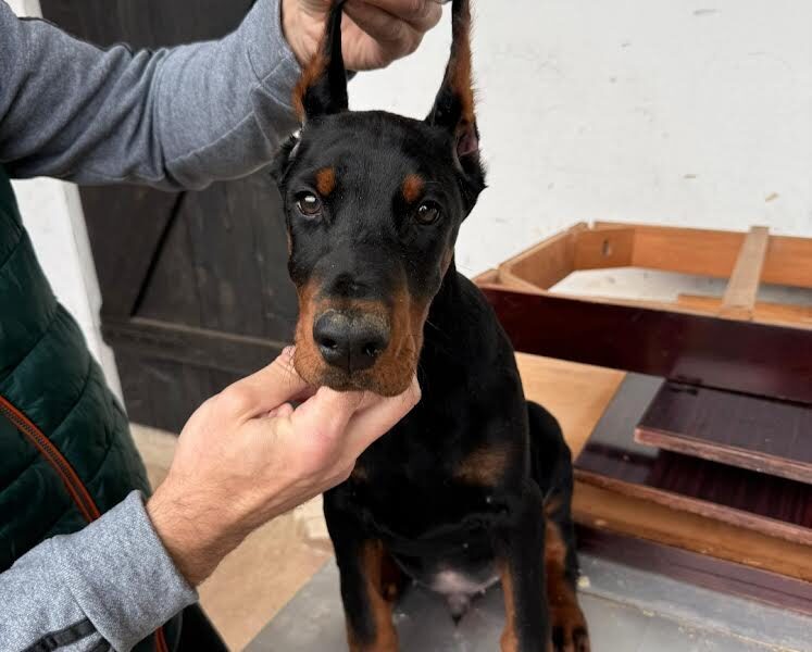 Doberman