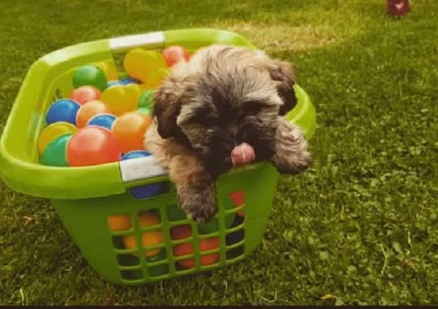 Havanese Bison