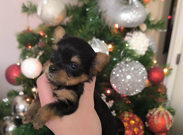 Yorkshire Terrier