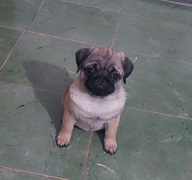 Pug