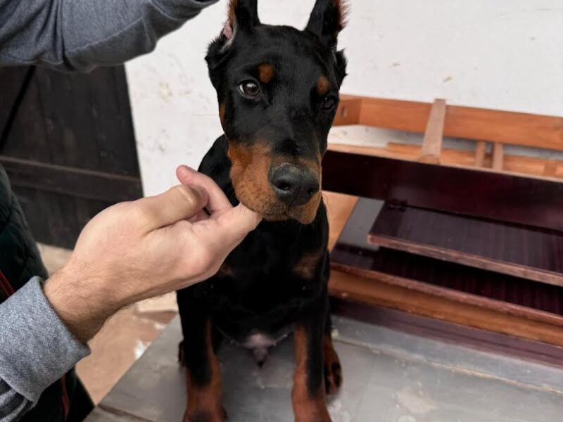 Doberman