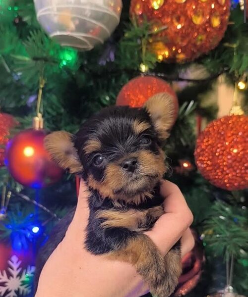 Yorkshire Terrier