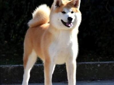 Akita Inu, female dog Aiko as a gift