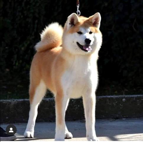 Akita Inu, female dog Aiko as a gift