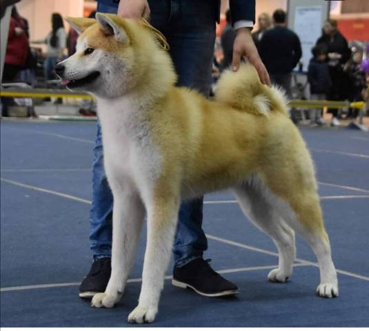 Akita Inu, female dog Aiko as a gift