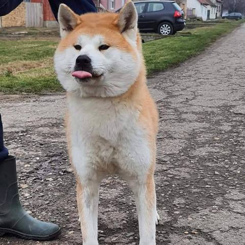 Akita Inu, female dog Aiko as a gift