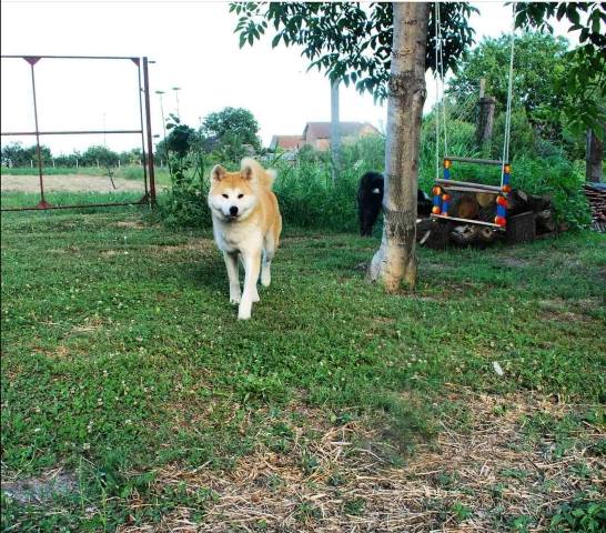 Akita Inu, female dog Aiko as a gift