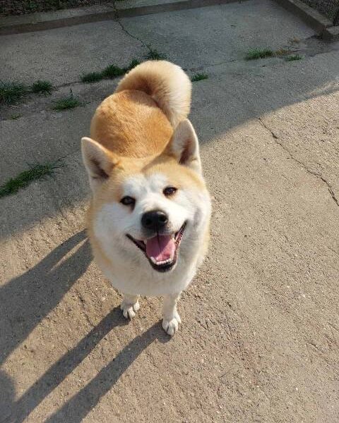 Akita Inu, female dog Aiko as a gift