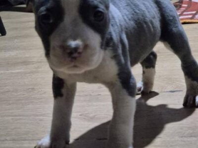 American Staffordshire Terrier puppies