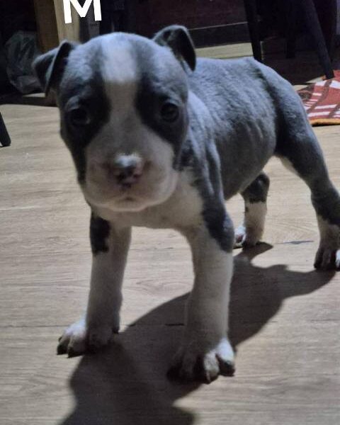 American Staffordshire Terrier puppies