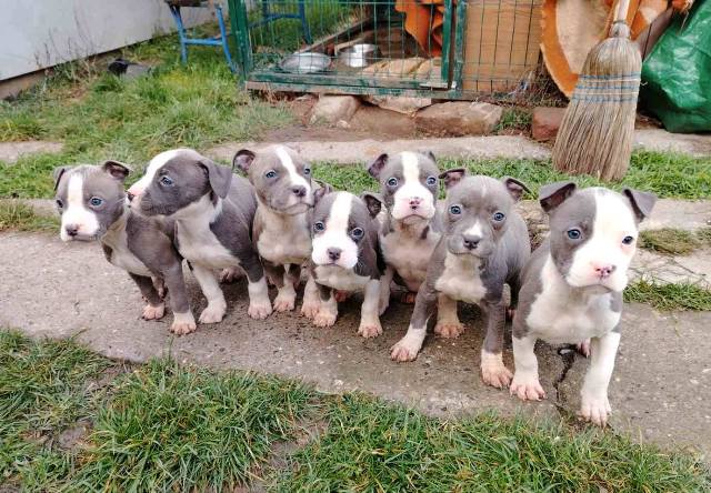 American Staffordshire Terrier puppies