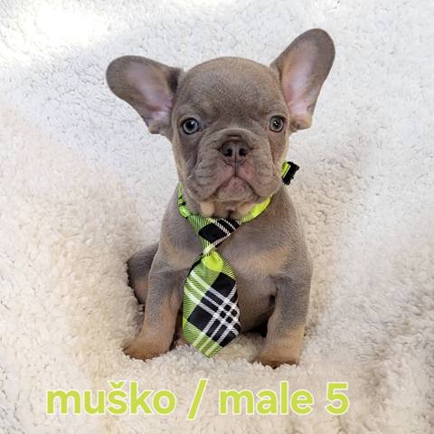 French bulldog exotic puppies