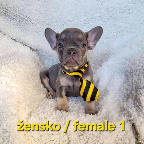 French bulldog exotic puppies