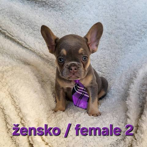 French bulldog exotic puppies