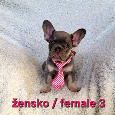 French bulldog exotic puppies