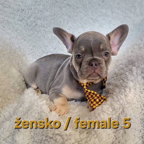 French bulldog exotic puppies