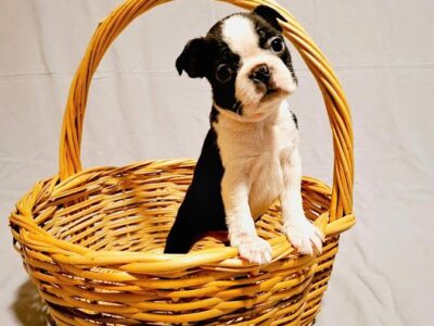 Boston Terrier puppies of champion bloodlines