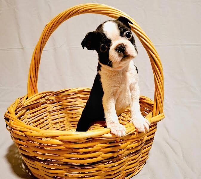 Boston Terrier puppies of champion bloodlines